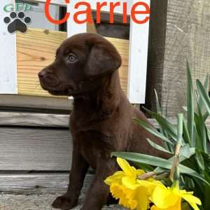 Carrie, Chocolate Labrador Retriever Puppy
